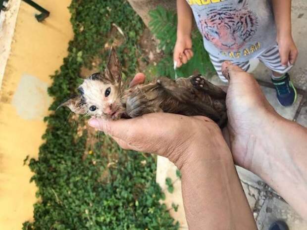 В Бейруте спасли котенка, тонувшего в грязной канаве