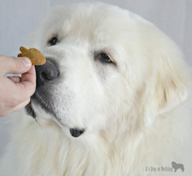 Great Pyrenees and Smart N' Tasty Treats