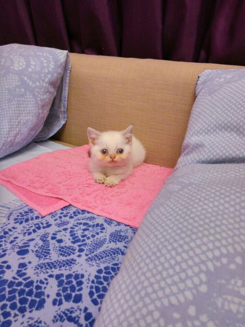 котенок заболел