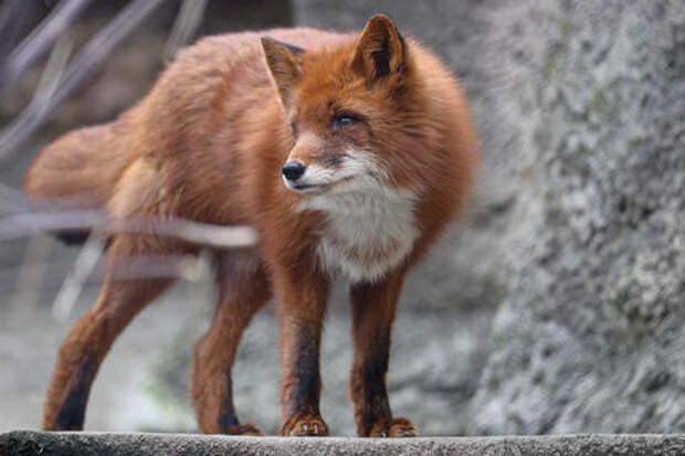 На юге России завершается сезон охоты: за незаконную добычу животных грозят крупные штрафы и уголовная ответственность