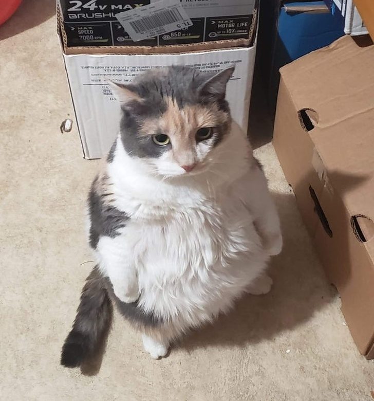 Ситуации, которые показывают, что это кошки заводят нас, а не мы их