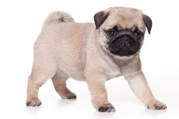 Купить - PUG Junior Royal Canin (Роял Канин) Мопс до 10 месяцев 0,5 кг цена  в Украине | Состав, отзывы