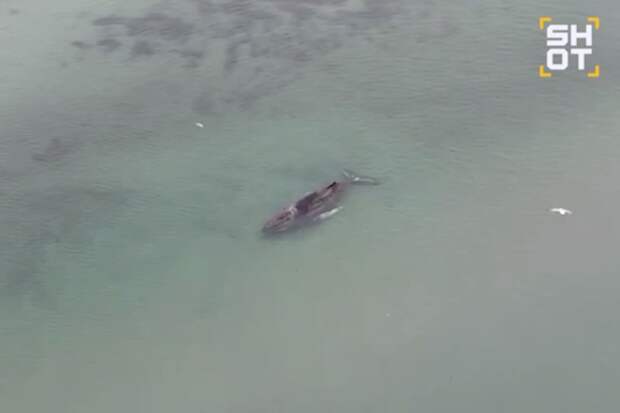 SHOT: застрявший у побережья Германии кит смог выбраться на свободу