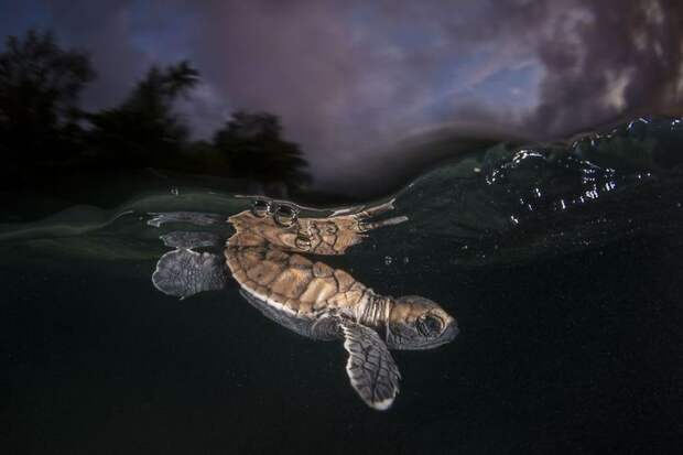 10 лучших снимков с конкурса фотографии дикой природы National Geographic