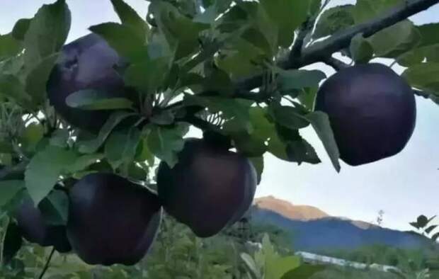Где растут черные яблоки