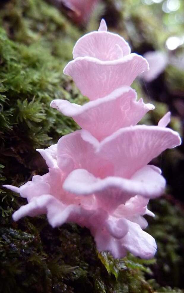 4. Podoserpula miranda грибы, факты, это интересно