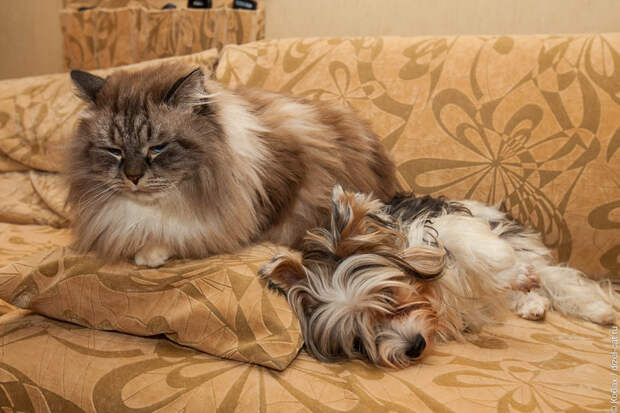 Картинки по запросу domestic long-haired cat