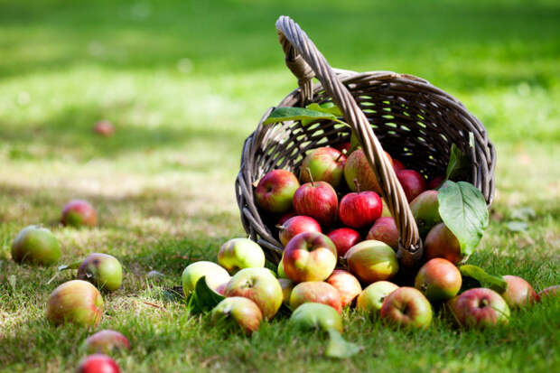 Гнилые яблоки как удобрение для малины и клубники
