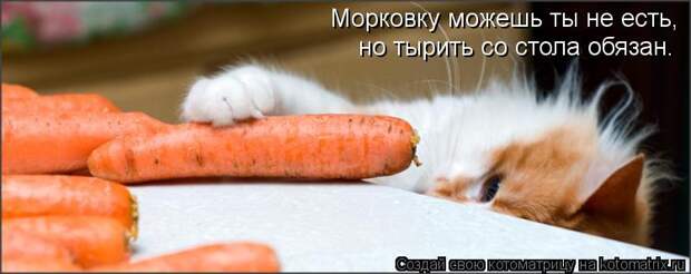 Котоматрица: Морковку можешь ты не есть, но тырить со стола обязан.
