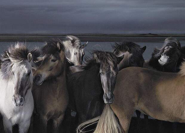 Грация прекрасных лошадей в фотопроекте Equus