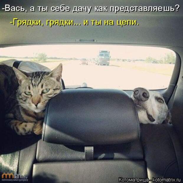 Новая котоматрица для позитива (35 фото)