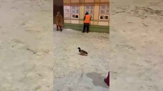«Спасите птичку!»: селезень вышел к людям у касс ЦПКиО – видео