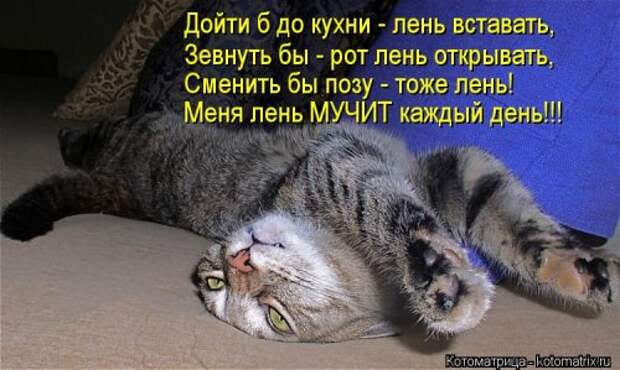 Новые смешные котоматрицы (36 шт)