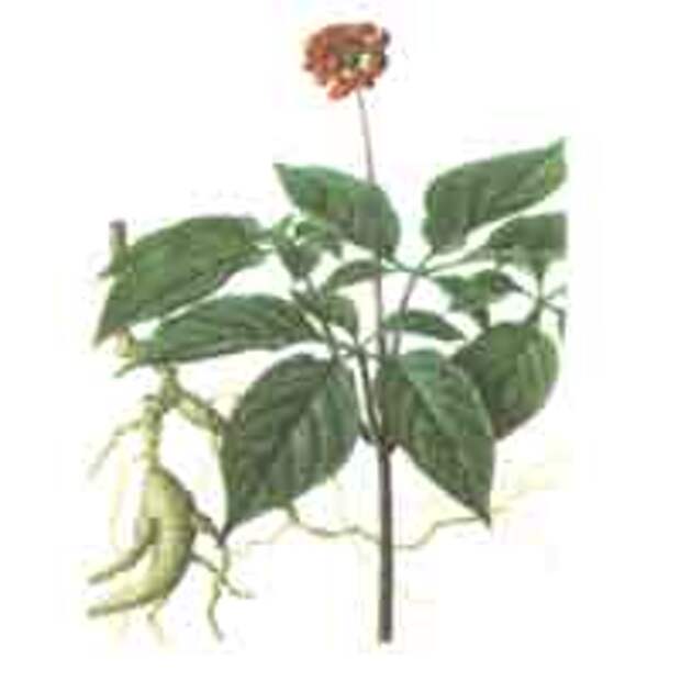 http://herbalogya.ru/assets/images/textbook/ginseng-small.jpg