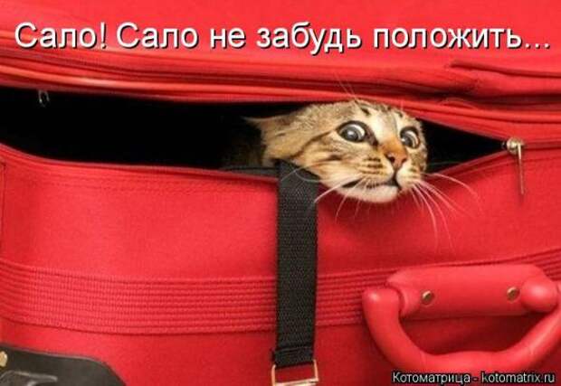 Котоматрицы(картинки с надписями)