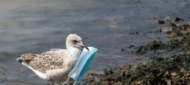 Крыму оставили масочный режим: будет много беженцев и курортников