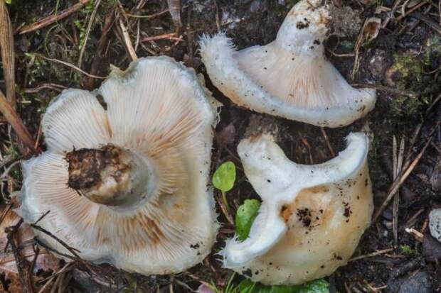 Груздь водянистозоновый (Lactarius aquizonatus). © mushrooms  📷 