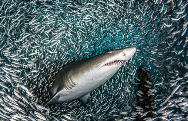 акулы_3
