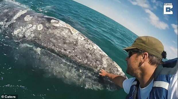 Кристиан Миллер встретился с серыми китами у берегов мексиканской лагуны Сан-Игнасио встреча, детеныш, животные, мексика, серый кит, судно, человек