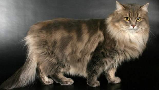 Порода полудлинношерстных кошек с густым, не пропускающим влагу шерстяным покровом, пушистым хвостом и милым выражением мордочки.
