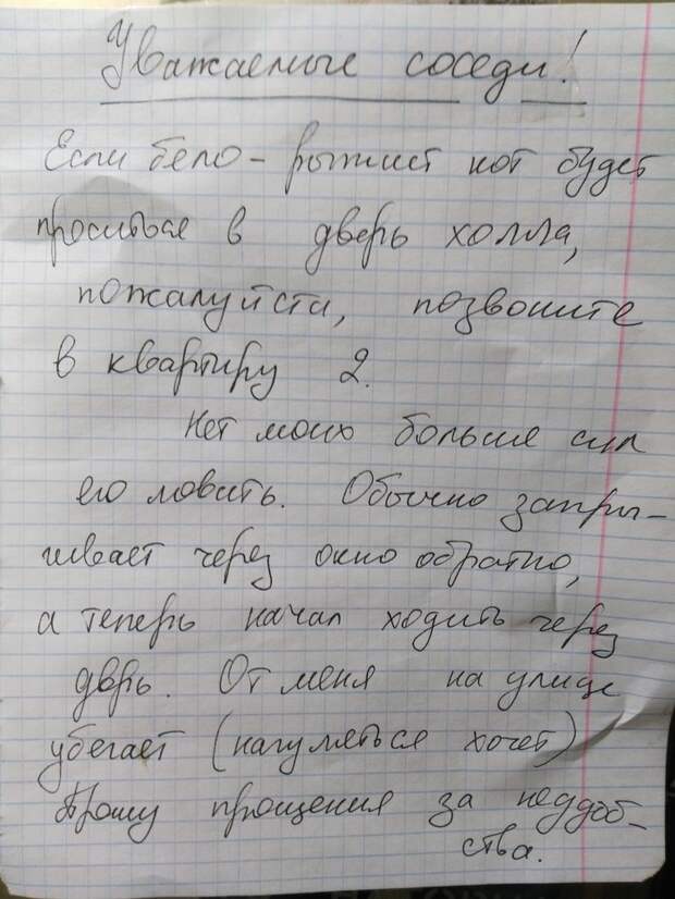 Котяра довел хозяйку