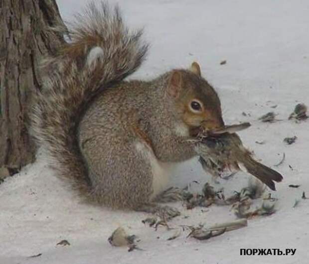 Фото-приколы для просмотра онлайн на сайте.