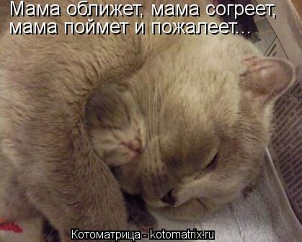 Котоматрица - Мама оближет, мама согреет, мама поймет и пожалеет...