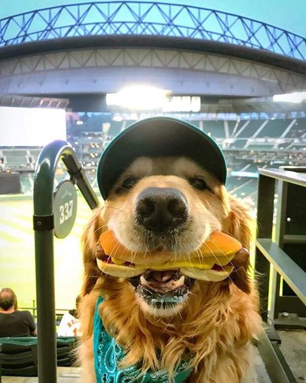 Пёс терпеливо держал во рту хот-дог, пока владелец пытался его сфотографировать бейсбол, еда, животные, прикол, собака, сша, хот-дог