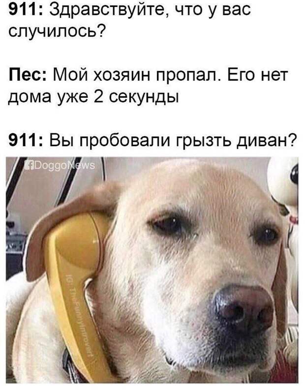 Возможно они и правда так думают... животные, картинки, прикол, собаки, собачники, фото, юмор