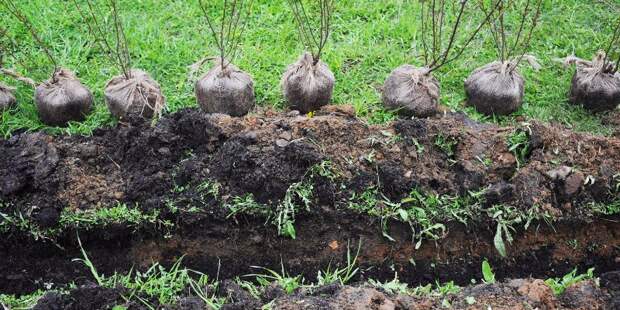 Ленинградское шоссе «позеленеет» в новом году