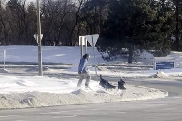 Канадцу пришлось залезть в машину к незнакомке из-за двух агрессивных индеек