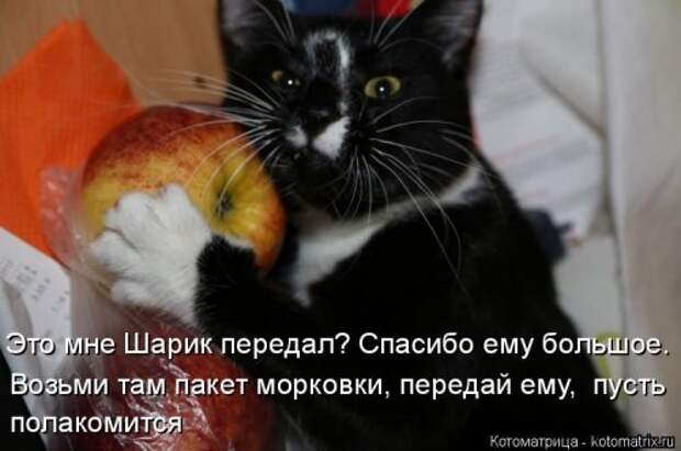 Новая котоматрица для позитива (35 фото)
