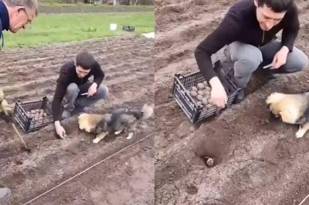 Пушистый трудяга: пёс помог хозяевам посадить картошку, и все захотели его себе