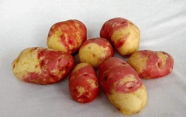 картофель иван-да-марья