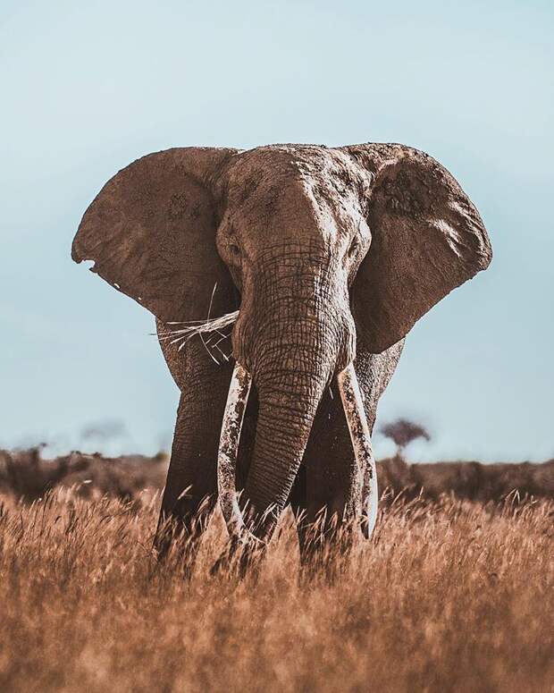 Слон. Автор: Donal Boyd.
