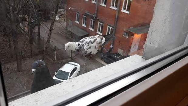 Показалось Показалось