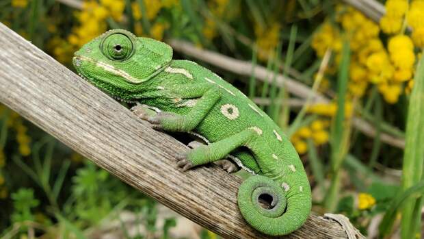 Почему хамелеоны могут двигать глазами в разные стороны: объяснение для детей и советы родителям