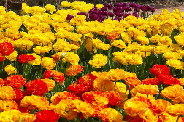 Цветут тюльпаны из семьи Monte, фото автора