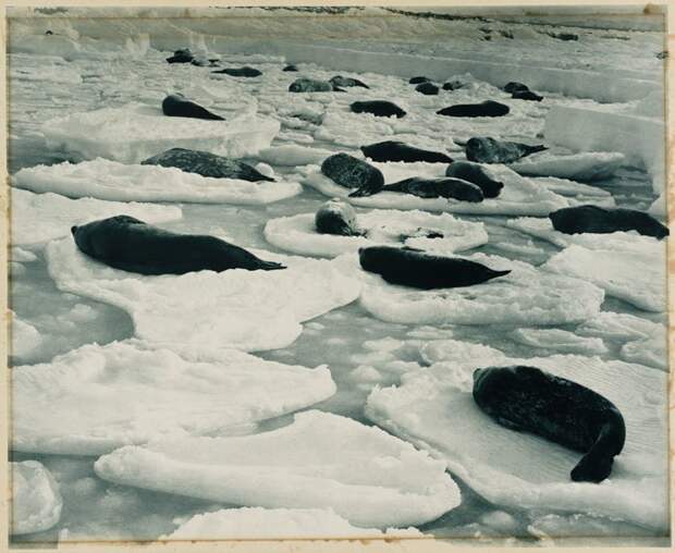 Дневной сон на тюленьем острове Дуглас Моусон, австралия, антарктида, изучение Антарктики, научная экспедиция, полярные исследователи, поход во льдах, фотосвидетельства