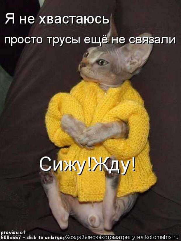 Котоматрица - Я не хвастаюсь просто трусы ещё не связали Сижу!Жду!