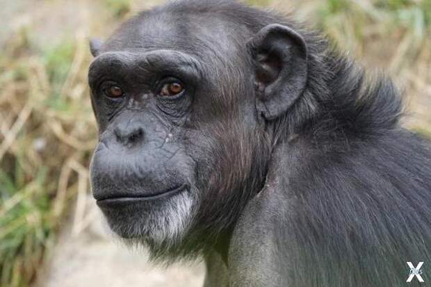 Про шимпанзе мы точно знаем, что людь...
