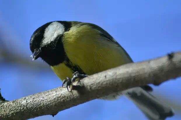 Птицы начали вить гнезда в парках Москвы