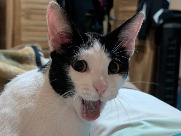 От величественного льва до диванного сони: 30 фотопортретов пушистых питомцев, демонстрирующие разные ипостаси котеек