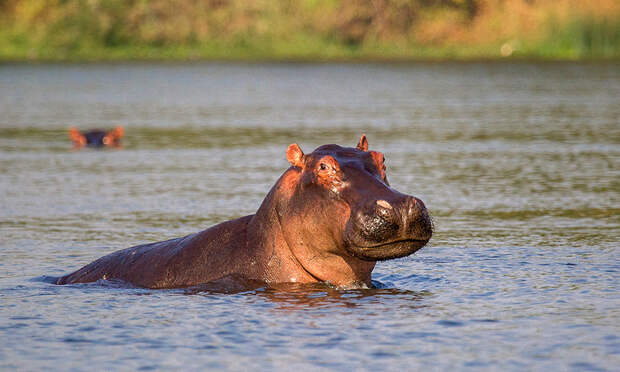 Гиппопотам