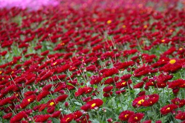 Хризантема садовая сорт Юрий Богатиков, массовое цветение