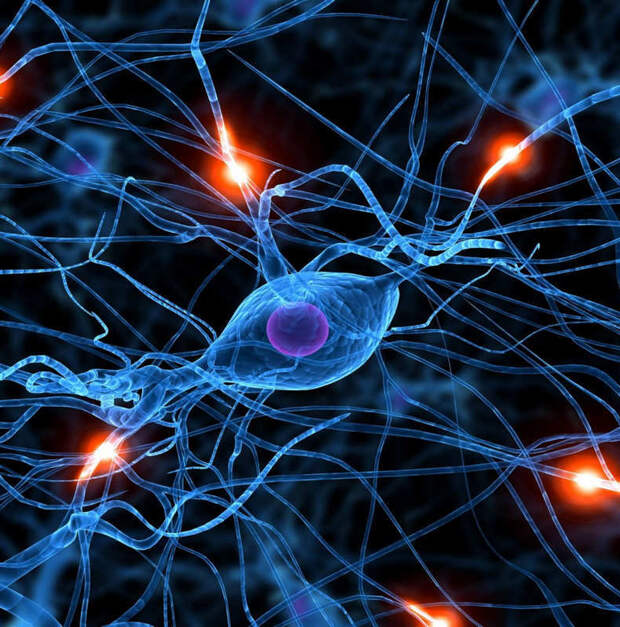 5 советов нейробиолога: Чем заменить таблетки для улучшения работы мозга 5 советов нейробиолога: Чем заменить таблетки для улучшения работы мозга