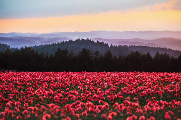 summer evening by Irene Weiss on 500px.com