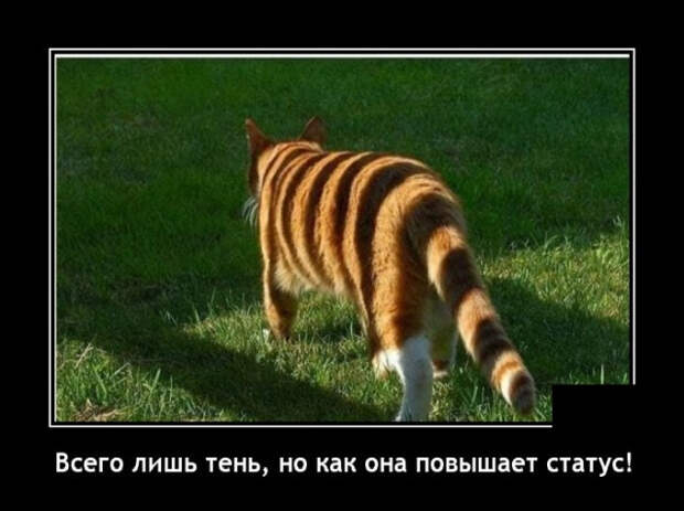 демотиваторы новые