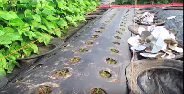 Как посадить морковь -по-американски-, которая точно вырастет в любых условиях