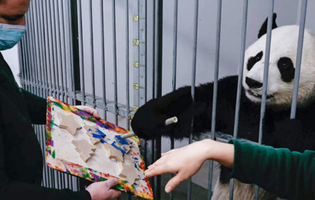 Московский зоопарк разыгрывает новогодние подарки от панд Жуи и Диндин